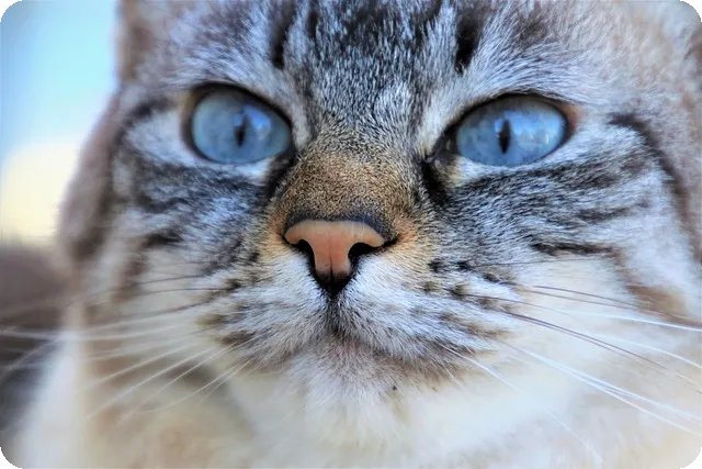 칠가이 테스트의 모든 것과 활용법 정리