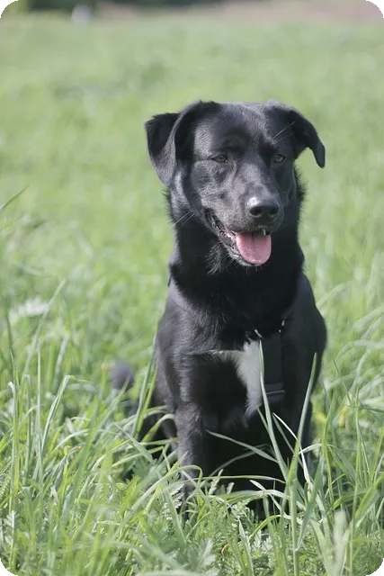 뉴발란스 메리제인 브리즈 올봄 필수 운동화