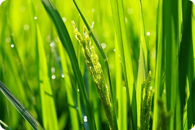 러시안잭 쇼비뇽블랑 와인은 어떤 매력이 있을까