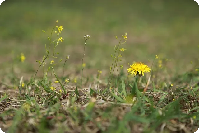 민들레효능 왜 하얀민들레가 특별한가