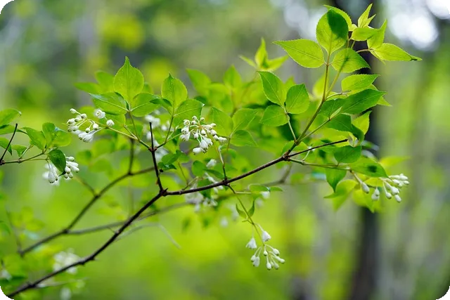 민들레효능 왜 하얀민들레가 특별한가