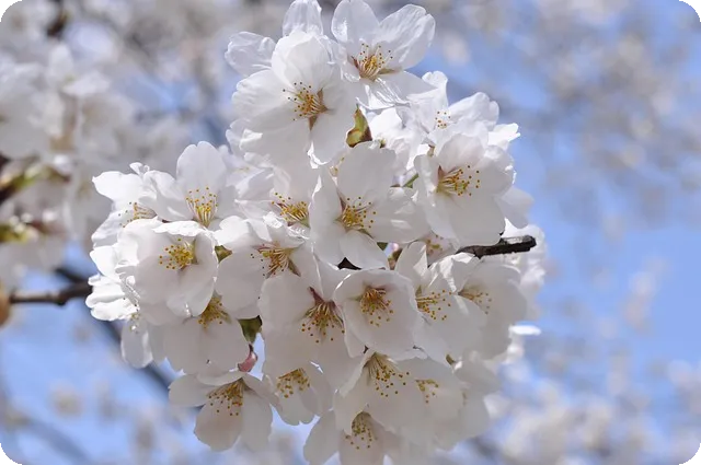 영천 벚꽃 2025 꼭 가봐야 할 명소는?