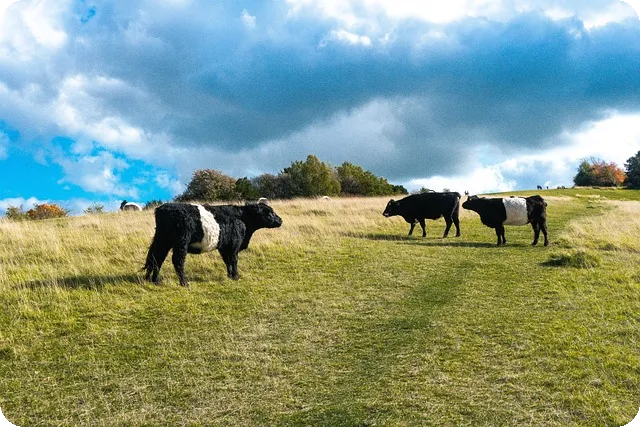 이불버리기 방법 알아보기