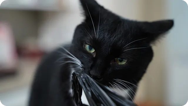 키 강아지 식탁 고르는 방법은?