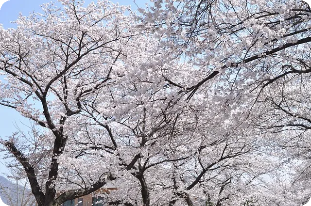 화담숲 벚꽃 구경 완벽 가이드