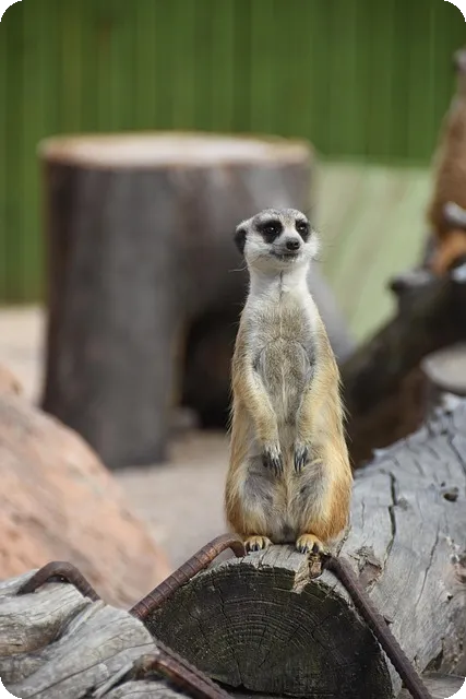 샤샤 라벨키티 안드로이드 테마 리뉴얼