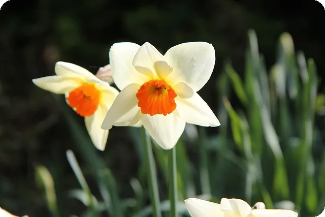 샤샤 라벨키티 안드로이드 테마 리뉴얼