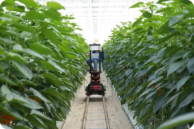 예금자보호 1억 언제부터 시작되나